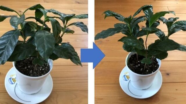 コーヒーの木　葉が垂れる　改善方法